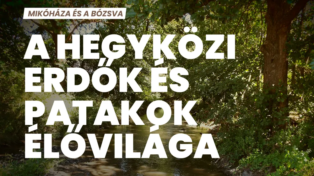 A hegyközi erdők és patakok élővilága